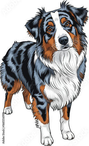 Australian Shepherd dog standing with tilted head curious expression