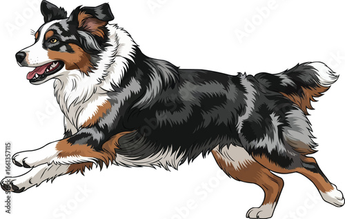 Australian Shepherd dog running energetic vector illustration