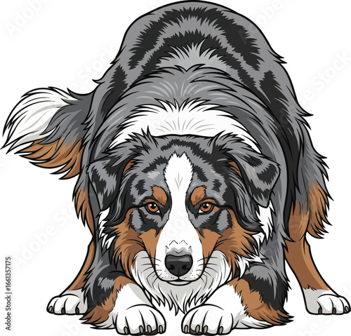 Australian Shepherd dog crouched in herding stance vector illustration