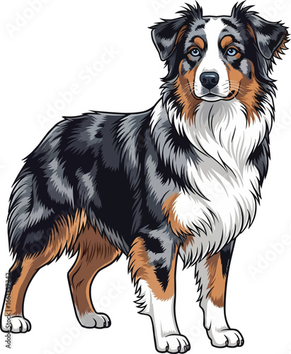 Australian Shepherd dog standing alert side view vector illustration