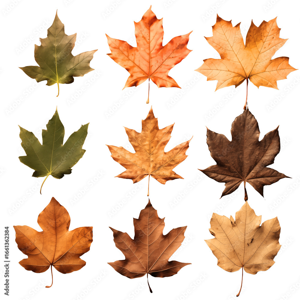 Fototapeta premium Set of autumn leaves on a transparent background