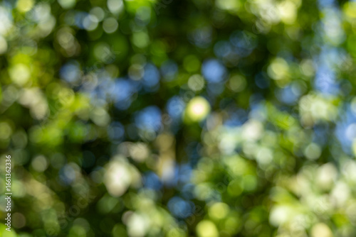 Vibrant green leaves and dappled sunlight create a soft, abstract bokeh background, evoking nature's serene beauty.