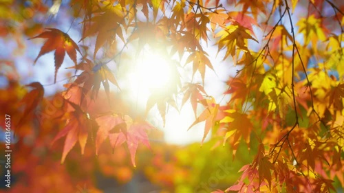 Beautiful autumn foliage illuminated by sun.