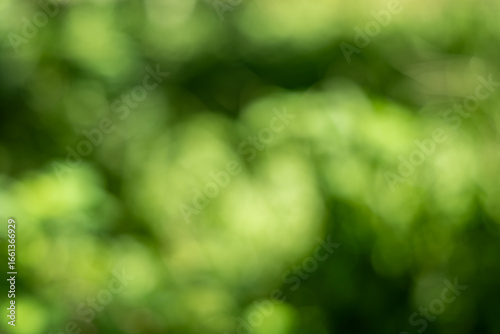 Soft green bokeh background with natural light effect, creating a calming and vibrant blurry texture.