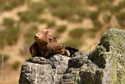 Joven aguila imperial en la sierra abulense