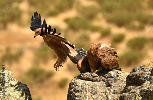 Joven aguila imperial en la sierra abulense
