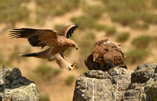 Joven aguila imperial en la sierra abulense