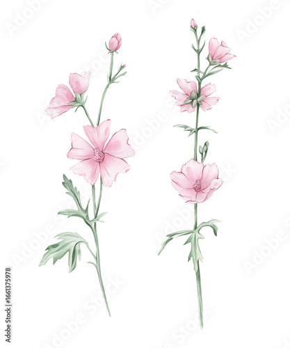 Watercolor set of beautiful Marshmallow flower on a white background. Botanical illustration freehand drawing. Hand drawn illustration with pencil strokes. Pink meadow flower Althaea officinalis plant