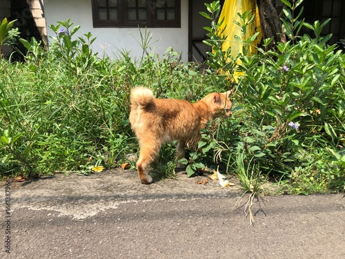 Valokuva Ginger cat walking near green plants outdoors in sunny day