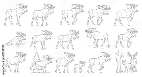 Line art moose illustrations with various poses for wildlife, nature, and outdoor design projects
