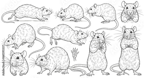 Line art illustration featuring multiple poses of rats, including standing, sitting, and lying down, with detailed fur and whiskers.