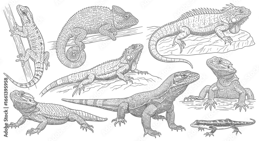 Naklejka premium Detailed line art of diverse lizard species, perfect for educational materials and coloring books for children