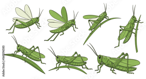 Delightful cartoon grasshoppers on leaves bring joy and whimsy to children's storybooks and educational materials