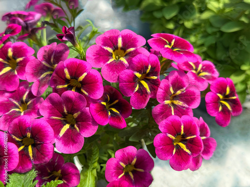 Calibrachoa Million bells mini petunia Cabaret Good Night Kiss.