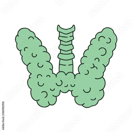 A clean 2D flat vector illustration of the thyroid gland, artfully depicted in a minimalist butterfly shape with solid light green lines, isolated on a pristine white background.