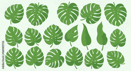 Collection of various green monstera and other tropical leaves arranged on a light green background, showcasing different shapes and sizes.