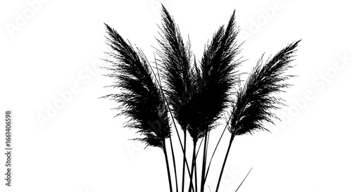 Silhouette of ornamental grass plumes against a white background.