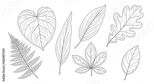 Collection of meticulously drawn leaves, showcasing diverse shapes and vein patterns.