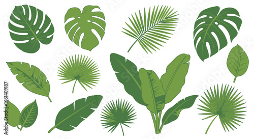 Collection of various tropical green leaves, including monstera, palm, banana, and other foliage, isolated on white.