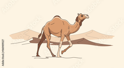 A dromedary camel walks across a sandy desert landscape, dunes in the background.