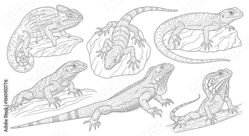 A collection of detailed line art illustrations depicting various species of lizards in different poses.