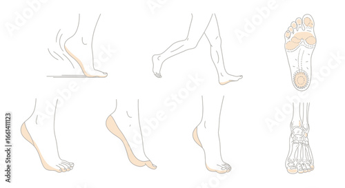 Anatomical illustrations of human feet, showcasing different angles and movements, including skeletal views.