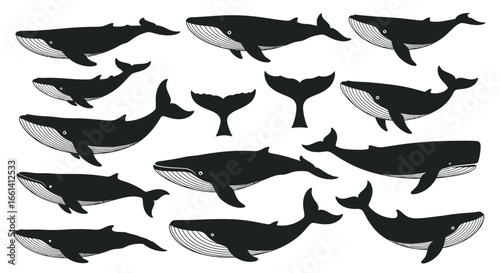 A collection of various illustrations of whales, showcasing different angles and poses, presented in a flat design.