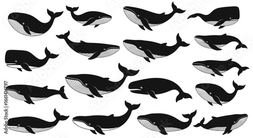 A collection of illustrations depicting various poses and angles of whales, isolated on white.