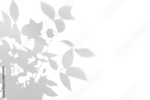 Wallpaper Mural shadow overlay effect of natural tree leaves shadow over on white wall background,realistic summer sunlight abstract shadow overlay on transparent png background Torontodigital.ca