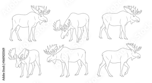 Unique moose line art illustrations for captivating designs and educational resources, adding a wild touch today