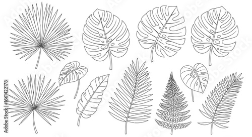 Elegant tropical leaves outline for modern botanical art and stylish summer designs featuring palm, fern, monstera