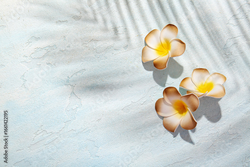 Beautiful plumeria flowers ...