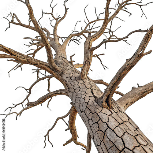 Dead tree branches with cracked bark isolated on transparent background png dry twigs png broken wood texture png deadwood close-up png nature elements png barren tree branches png transparent image