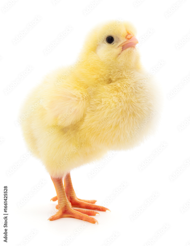 Fototapeta premium Yellow baby chick isolated on white background