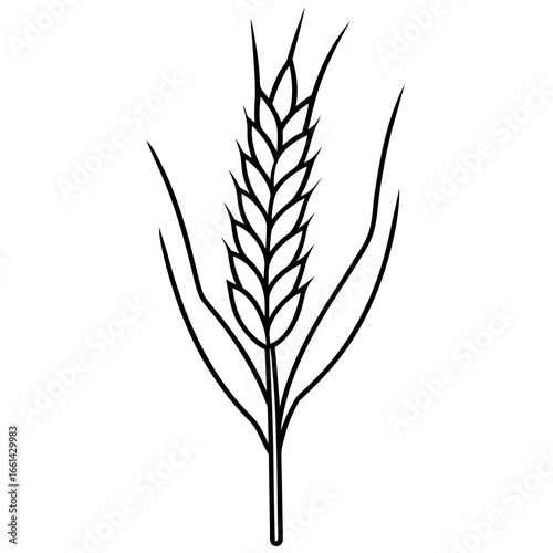 Wheat Botanical Line Art Coloring Page
