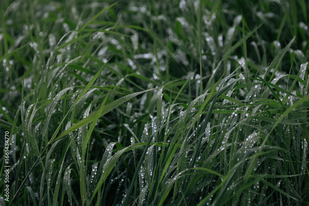 Obraz premium green grass with dew drops