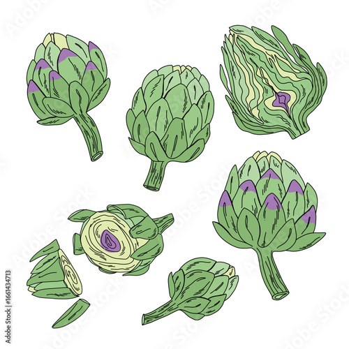 Colorful artichoke vector set, hand drawn vegetable illustrations with green and purple accents