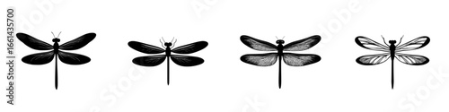 Detailed illustrations of four distinct dragonfly species showcasing their unique wing structures and body forms