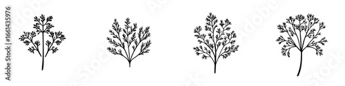Botanical illustration of various herb plants showcasing detailed foliage design and structure