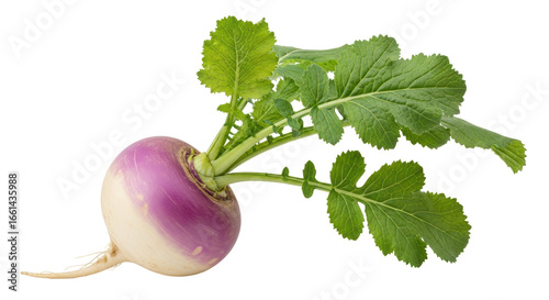 Cuadro en lienzo Isolated Turnip with Green Leaves