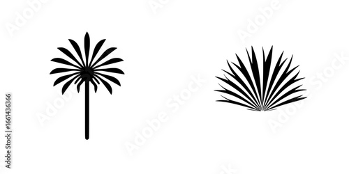Stylized palm tree and agave plant illustrations showcasing natural beauty and design simplicity