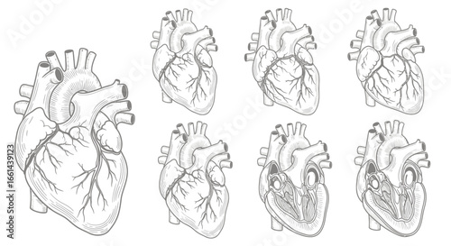 Detailed medical illustration of human heart anatomy, perfect for educational or scientific use