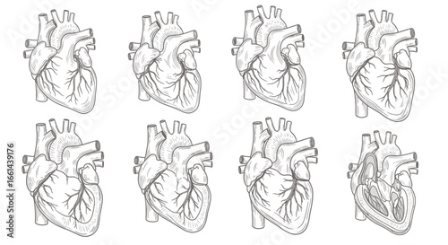 Detailed anatomical illustrations of the human heart, perfect for medical education and healthcare