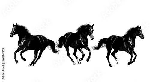 Majestic black horses galloping with powerful grace across a clean white background.