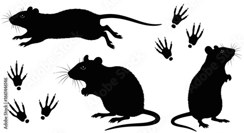 Silhouette illustrations of rats in various poses, accompanied by their paw prints.