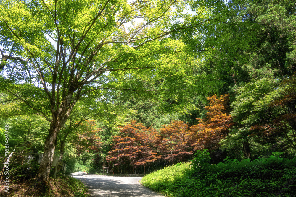 Fototapeta premium 茨城県北茨城市 新緑の花園渓谷