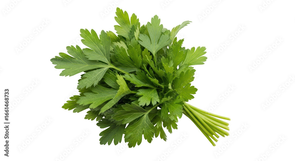 Fototapeta premium Isolated Fresh Parsley Bunch