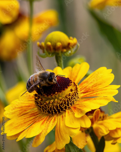 Biene auf der Sonnenbraut-Blüte