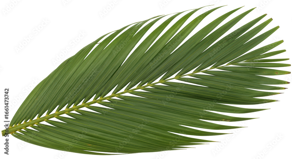 Obraz premium Isolated Palm Leaf