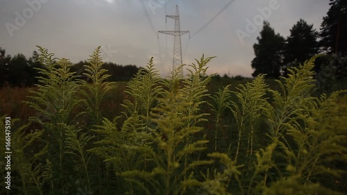 sounds of nature in a summer forest in the evening trees and grass